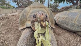 Костенурка от Галапагос почина на 141 години в зоопарка в Сан Диего (ВИДЕО)