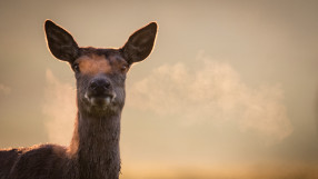 Сърна отбеляза гол на футболен мач