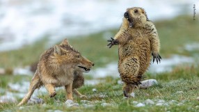 Снимка на изплашен мармот спечели фотоконкурса Wildlife Photographer of the Year 2019