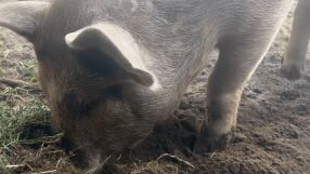 Диви прасета нахлуха в базата на Фиорентина (ВИДЕО)