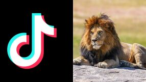Какво означава популярното меме „лъв“ в TikTok и какво казва то за поколението Z?