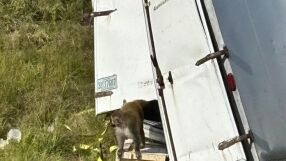 Бус, превозващ агресивни и заразени маймуни, катастрофирал, а те избягали? (ВИДЕО)