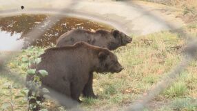 След 40-часово пътуване: Две мечета от Украйна намериха нов дом в Белица