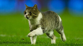 В последните часове на трансферния прозорец Манчестър Юнайтед трябва да купува...котки