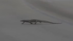 Неочакван гост прекъсна тренировките на пистата в Сингапур (ВИДЕО)