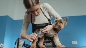 В наша съседка подстригване на куче струва половината от сметката за ток