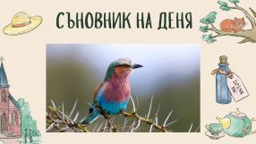 Съновник: Какво означава да сънувате, че сте птица