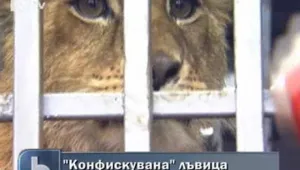 Иззеха малко лъвче от частен зоопарк в Свиленград