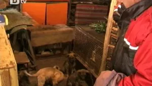Година затвор за собственичка на кучетата, убили шестгодишно дете 