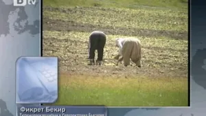 Производители на тютюн на протест в Русе