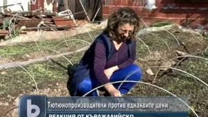 Производителите на тютюн от Кърджалийско против еднаквите цени