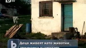 Образуваха досъдебно производство срещу майката на децата, отглеждани в кравеферма