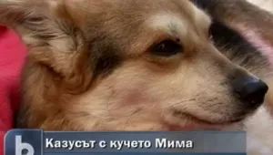 Внесоха подписката срещу жестокостта към животни в МС