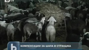 Изплащат компенсациите заради шапа от понеделник