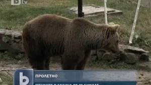 След зимния сън мечките в Белица се събуждат
