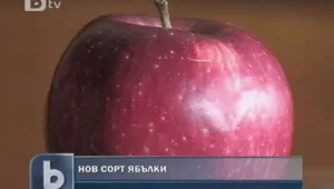 Ябълката “Бесепара” с награда от престижен аграрен фестивал 