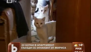 30 котки вмирисват живота на комшии
