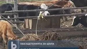 Изплащат обезщетенията за избития добитък в Странджа 