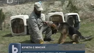 Кучета търсят мини в Афганистан 