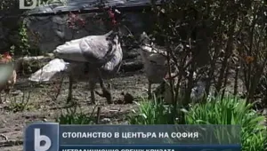 Близо до центъра на София: Как се гледат кокошки, пуйки и фазани