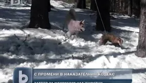 5 години затвор за организиране на боеве с животни
