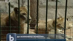 ГЕРБ осинови две лъвчета от зоопарка