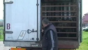 Хаос при изкупуването на агнета в Бургаско 