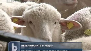 Засилени проверки на агнешкото преди Великден