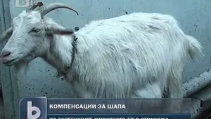 Добитъкът в Странджа измира, докато стопаните чакат държавна помощ