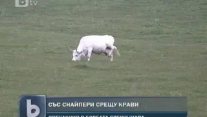 Снайперисти тръгват на лов за безстопанствени крави?