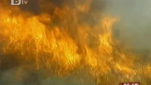 Пожар изпепели стотици хиляди акра гора в Тексас 