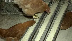 Колкото по-щастлива кокошката, толкова по-хубави яйцата