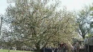 Немско семейство украсява дърво с великденски яйца