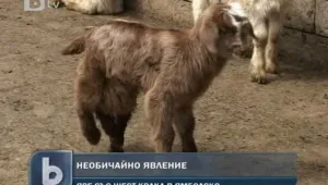 Яре с шест крака се роди в ямболско село