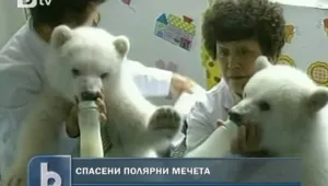 Спасиха изоставени полярни мечета в китайски зоопарк