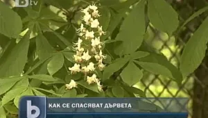 Как се спасяват кестени?