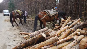 Роми секат поголовно дървета в защитена местност