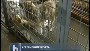 Всички кучета, нахапали хора, върнати на улицата