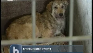 Как държавата може да разреши проблема с кучетата?