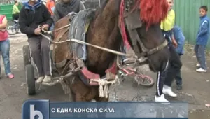 Хайка за незаконни коне и каруци в София