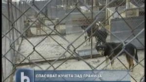 Екозащитници от чужбина искат да осиновят кучетата-убийци