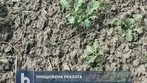 Реколтата от рапица унищожена от лютата зима