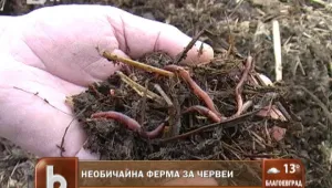 Ферма за червеи - (не)обичаен бизнес