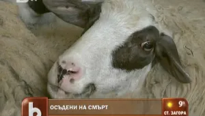 Държавата осъди на смърт шест овцe и една коза