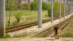 Отрова за бездомни кучета по детските градинки в страната