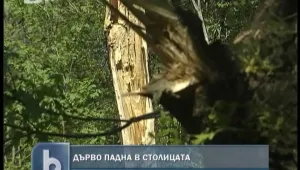 Топола рухна в Южния парк, няма пострадали