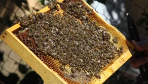 Лоша земеделска култура и корпоративни интереси заплашват съществуването на пчелите