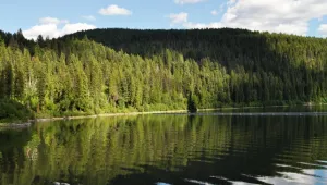 Растенията забавят климатичните промени