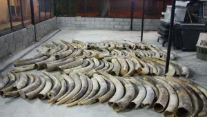 Сингапурските митници задържаха 1 т слонова кост