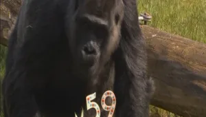 Горилата Фату отпразнува 59-и рожден ден в Берлин (ВИДЕО)